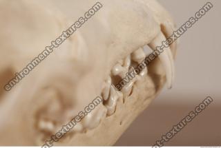 photo reference of skull 0025
